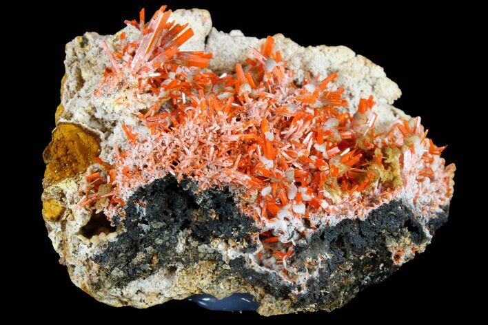 Bright Orange Crocoite Crystal Cluster - Tasmania #182722